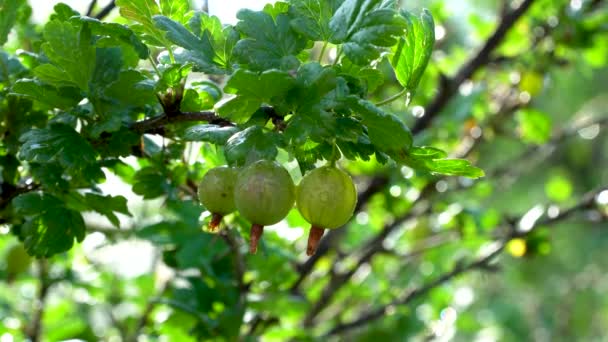 Bush Ribes uva-crispa. rama con grosellas verdes. enfoque selectivo. Usado en medicina. recomendado para trastornos metabólicos y obesidad. Grossularia reclinata utilizada como diurético y colerético
 - Metraje, vídeo