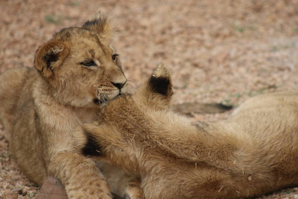 Lví mláďata hrají / bojují - Fotografie, Obrázek