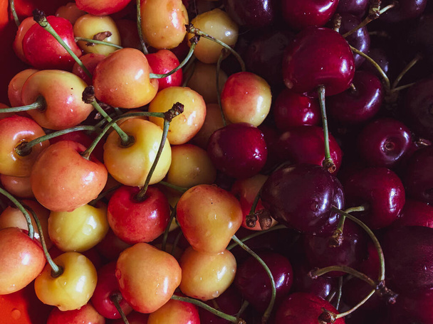 Different sorts of sweet cherries close up and fresh. Red, white and black right from the tree.  - Foto, immagini