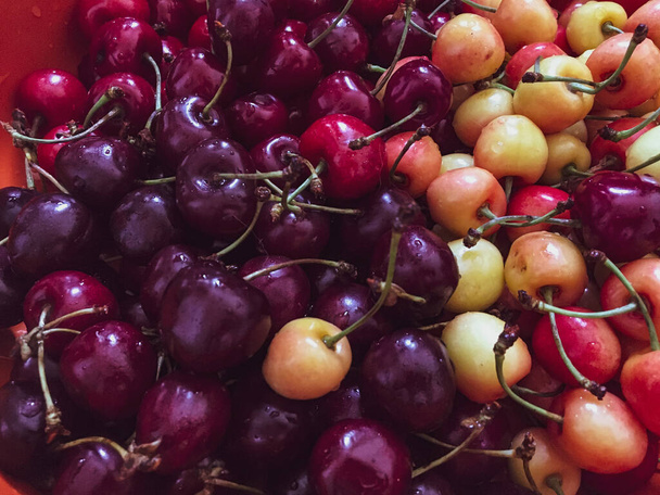 Different sorts of sweet cherries close up and fresh. Red, white and black right from the tree.  - Foto, immagini