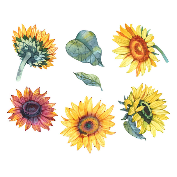 Handpainted watercolor sunflowers. Bright watercolor clipart of sunflowers. Can be used for your project,greeting cards,wedding,cards,bouquets,wreaths,invitation - Photo, image