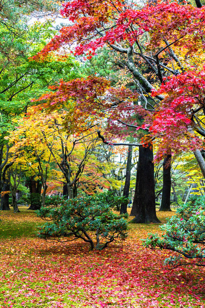 Aceri e cespugli giapponesi con foglie colorate durante l'autunno - Foto, immagini