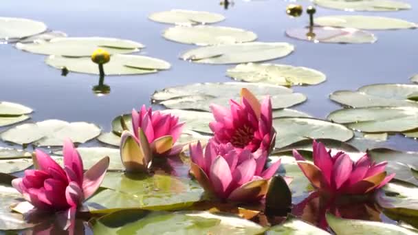 Rosa Lotusblüten und gelbe Seerosen schwingen in den Wellen auf See, Teich, Wasser. Die Sonnenstrahlen werden im Wasser reflektiert. - Filmmaterial, Video
