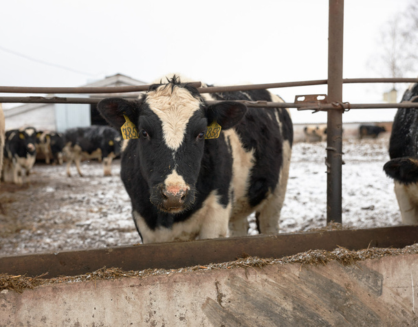 冬に農場で牛を供給 - 写真・画像