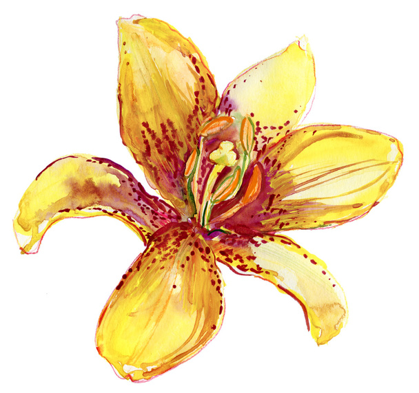 Hermosas flores Lily
 - Foto, imagen