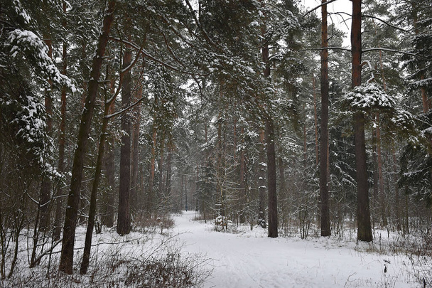 beautiful winter forest distances - 写真・画像