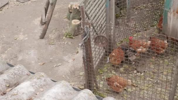 Brown chickens graze in a paddock behind bars in Russian village. - Metraje, vídeo