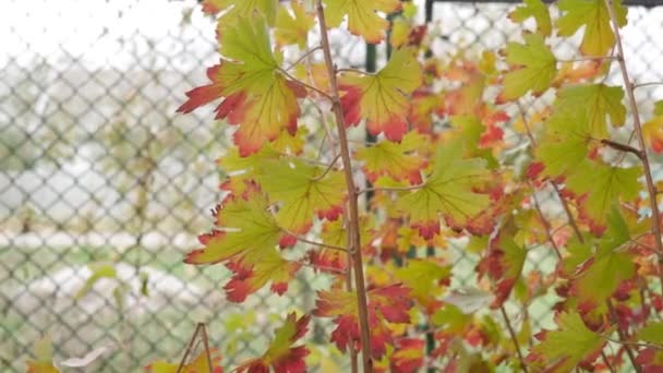 Hojas de otoño verde-rojo de arbustos de grosella negra en el pueblo
. - Imágenes, Vídeo