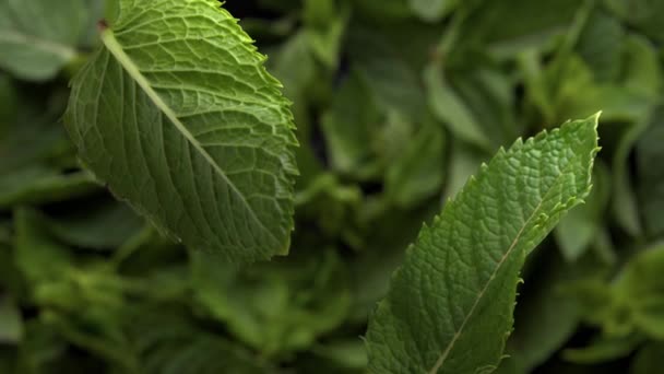 top view of the two mint leaves falling toward to mint leafs background  - Footage, Video