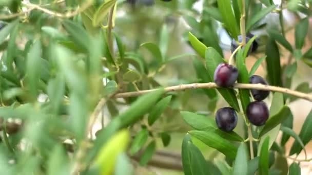 Ripe black olives on the branches of the tree. - Footage, Video