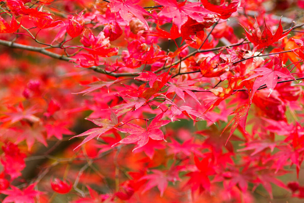 Japanse esdoornbomen en struiken met kleurrijke bladeren tijdens de herfst - Foto, afbeelding