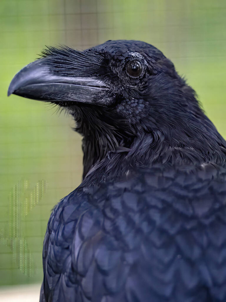 Portrait of a Common Raven, Corvus corax, in a forest game reserve - Photo, Image