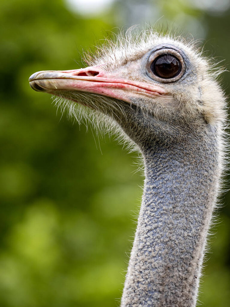 Portrait of Ostrich, Struthio camelus, with a big eye on his head - Foto, Bild