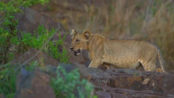 Mladý kalaharský lev Leo Panthera odpočívající na kamenech při západu slunce - Záběry, video
