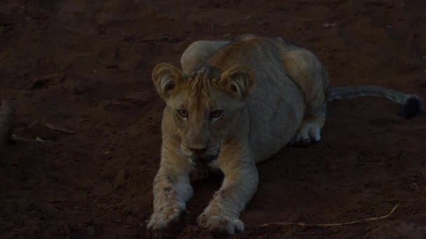 若いKalahari Lion Leo pantheraは日没時に石の上に休んでいます - 映像、動画