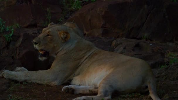 Junger Kalahari-Löwe Leo-Panthera ruht bei Sonnenuntergang auf den Steinen - Filmmaterial, Video