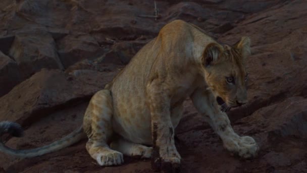 Mladý kalaharský lev Leo Panthera odpočívající na kamenech při západu slunce - Záběry, video