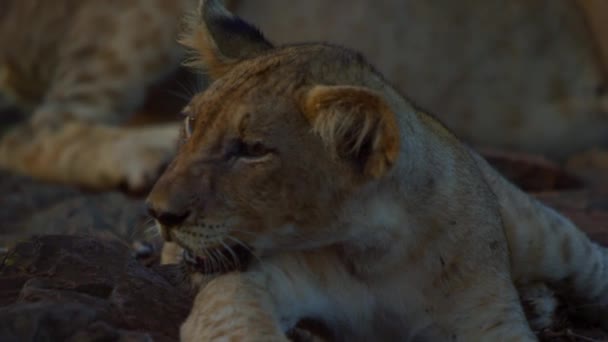 Молодий лев - пантера Калахарі, що відпочиває на камені під час заходу сонця. - Кадри, відео