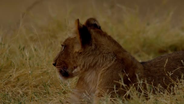 Een jonge leeuw hinkend in het gras - Video
