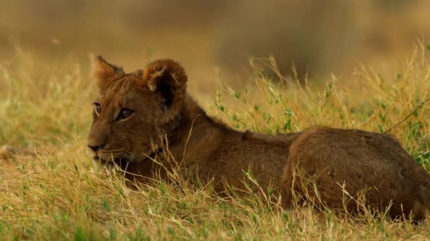 Een jonge leeuw hinkend in het gras - Video