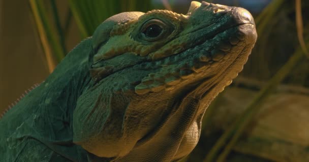Mona iguana lizard facing right- close up profile of head. - Video, Çekim