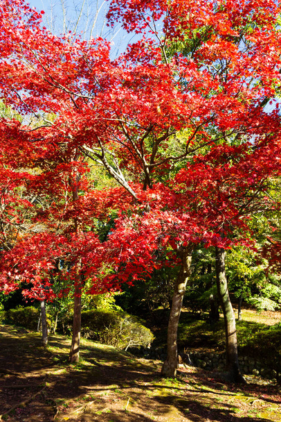 Японские кленовые деревья и кустарники с разноцветными листьями осенью
 - Фото, изображение
