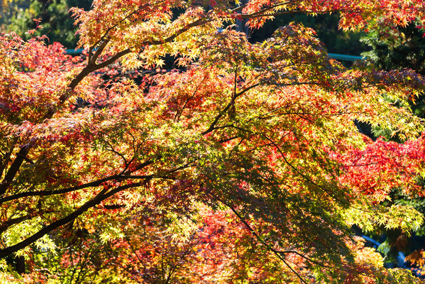 Japanse esdoornbomen en struiken met kleurrijke bladeren tijdens de herfst - Foto, afbeelding
