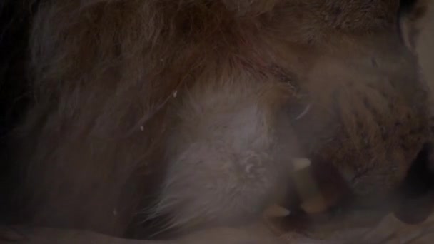 Leão adulto come sua presa sangrenta
 - Filmagem, Vídeo