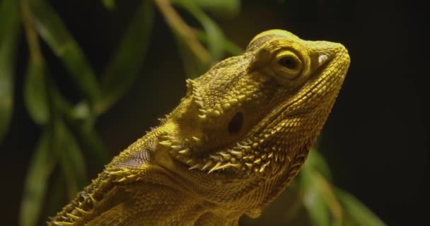 Close up profile of head of Bearded dragon lizard.  - Video, Çekim