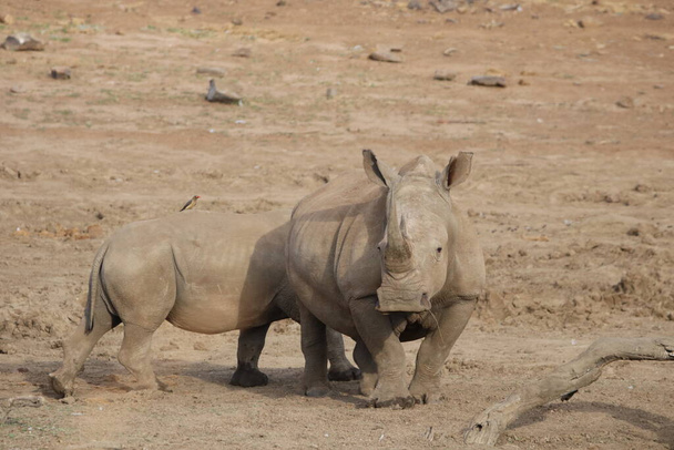 Le rhinocéros blanc va boire un verre à la rivière. - Photo, image