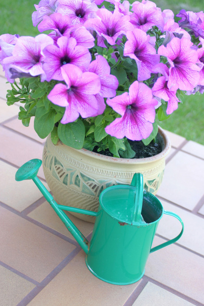 Watering can - Photo, Image