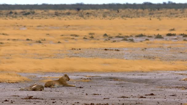 Eine Löwenfamilie ruht in der afrikanischen Wüste - Filmmaterial, Video