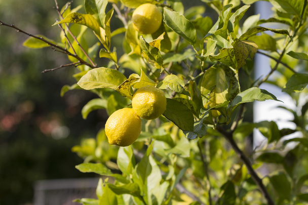Keltaiset sitruunat roikkuvat puussa
 - Valokuva, kuva