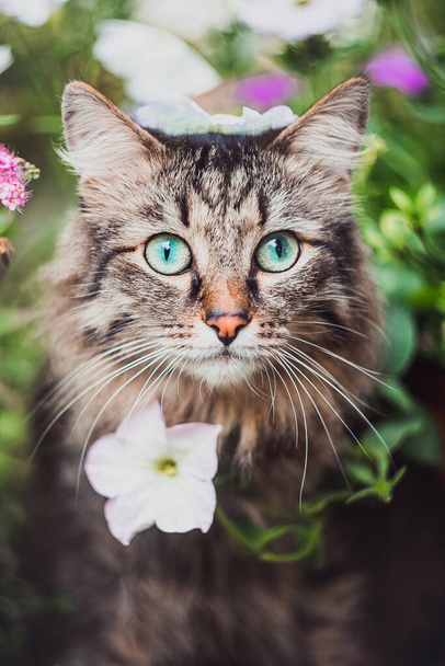 Портрет тэбби-кота в траве и цветах. Прогуливающиеся домашние животные на природе в парке
 - Фото, изображение