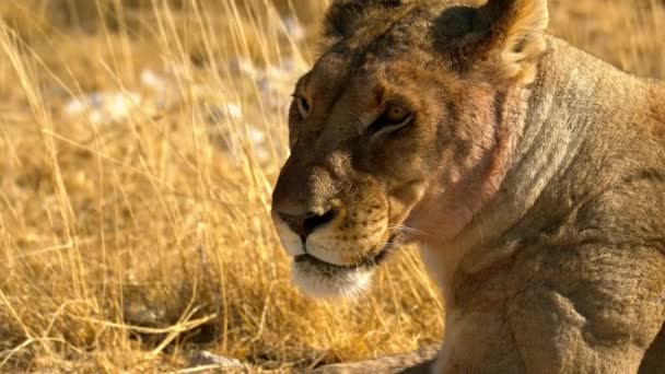 Самка льва лежит на солнце в пустыне в Африке
 - Кадры, видео