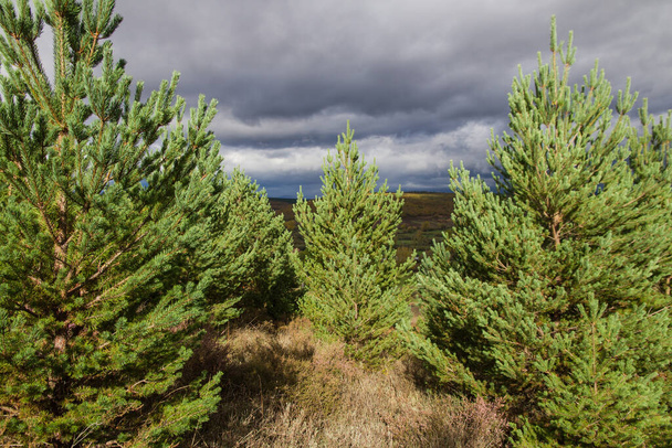 Young pine plantation forest area sunny and cloudy sky - Valokuva, kuva