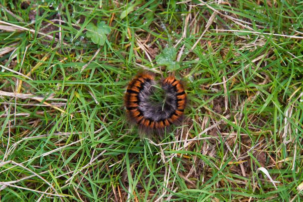 Волосатая гусеница или червь скрутили обороноспособность среди травы - Фото, изображение