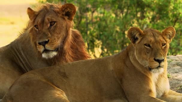 Rodzina lwów spoczywa na afrykańskiej pustyni. - Materiał filmowy, wideo