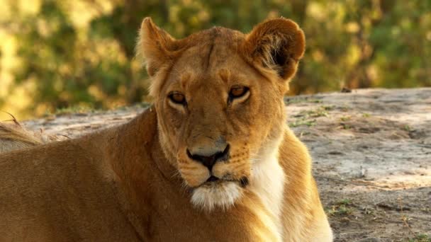 Młodszy lew leży zrelaksowany w słońcu obok swojej rodziny - Materiał filmowy, wideo