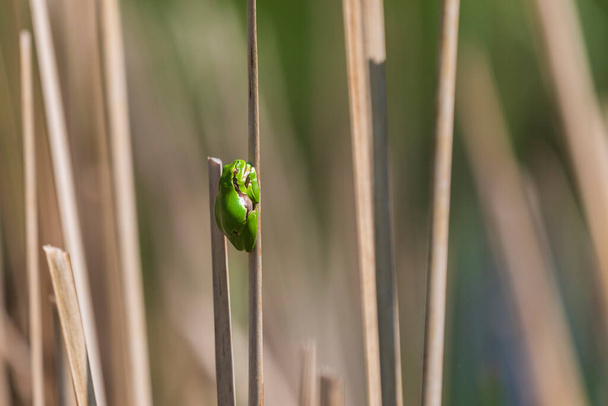 Зеленая лягушка Дерево лягушка - Hyla arborea сидит свернувшись на стебле в тростнике у пруда
. - Фото, изображение