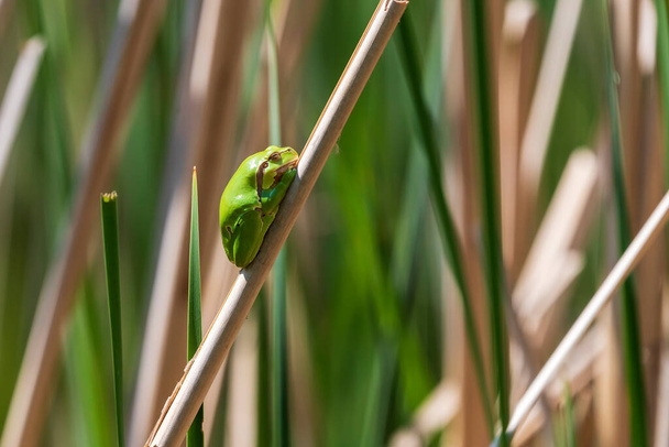 Zielona żaba drzewna Żaba drzewna - Hyla arborea siedząca zwinięta na łodydze w trzcinie przy stawie. - Zdjęcie, obraz