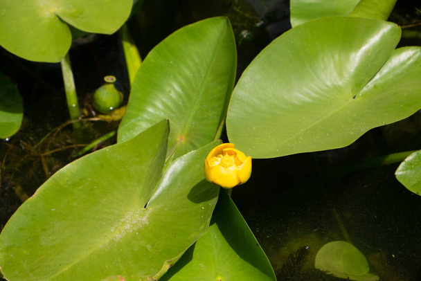 Вид крупным планом на жёлтый цветок растения водяной лилии. Вода. Для фона
 - Фото, изображение