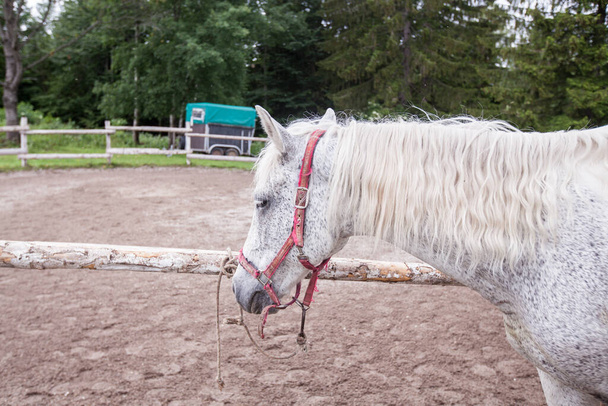 Portrait de beau cheval blanc à l'écurie. Vue rapprochée  - Photo, image