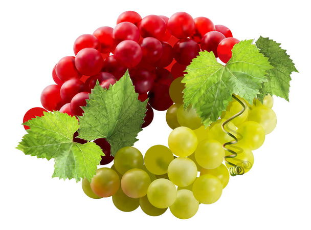 Verse trossen rode en groene druiven worden in een cirkel gelegd. Zichtbare druivenbladeren en antennes. Druiven geïsoleerd op witte achtergrond. 3d illustratie. Vector. - Vector, afbeelding