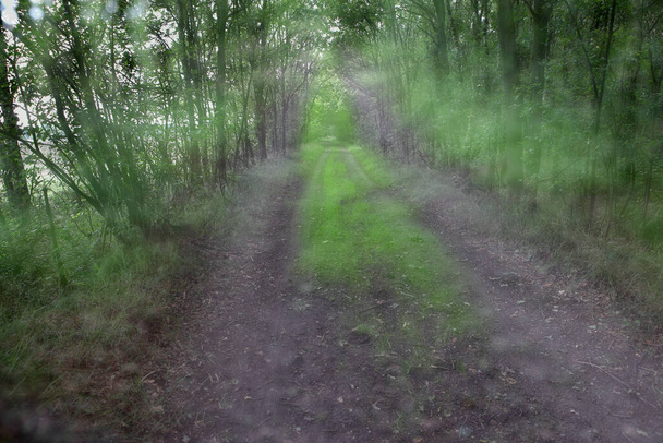 Double exposure of a sandy path in the Kralor heath area the Netherlands - Фото, изображение