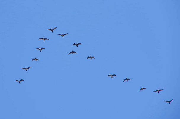 Troupeau d'oiseaux. cormorans volant dans un jambage. - Photo, image