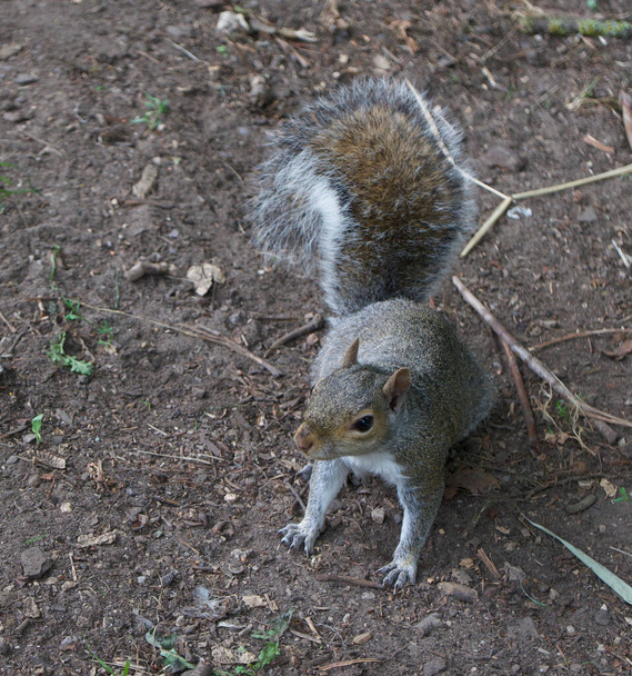 Écureuil gris commun unique assis sur la terre rugueuse avec espace de copie - Photo, image