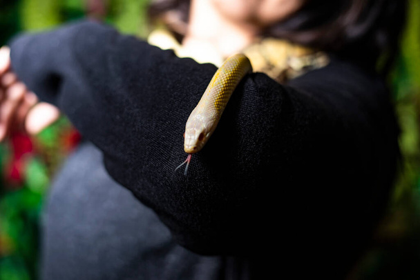 Ιαπωνικό μοντέλο σε πρόβα με φίδι στο φωτογραφείο. - Φωτογραφία, εικόνα