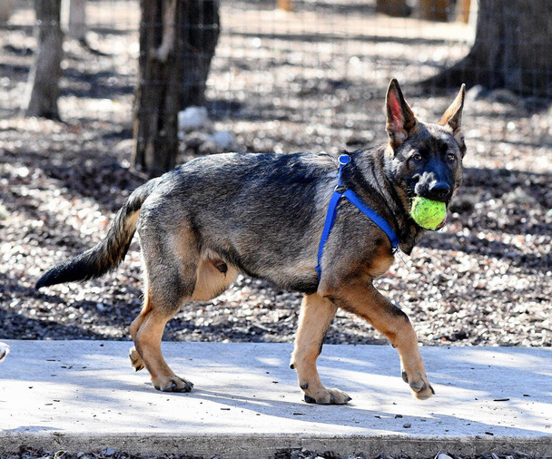 Handsom German Shepherd Dog playing in the park - Photo, Image