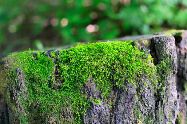 Γκρο πλαν παλιό δέντρο κούτσουρο με φωτεινά βελούδινα πράσινα βρύα  - Φωτογραφία, εικόνα